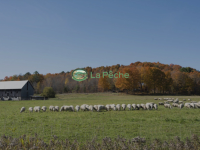 La Pêche, Vortex Solution